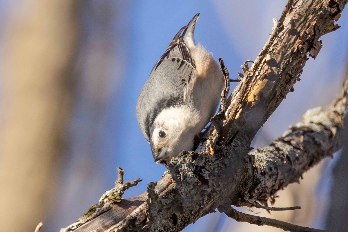 White-breasted Nuthatch - ML611128550