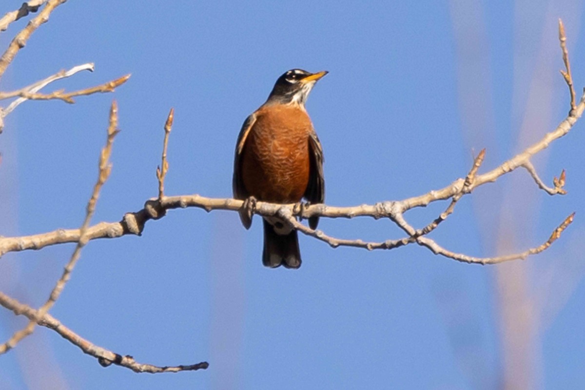 American Robin - ML611128553