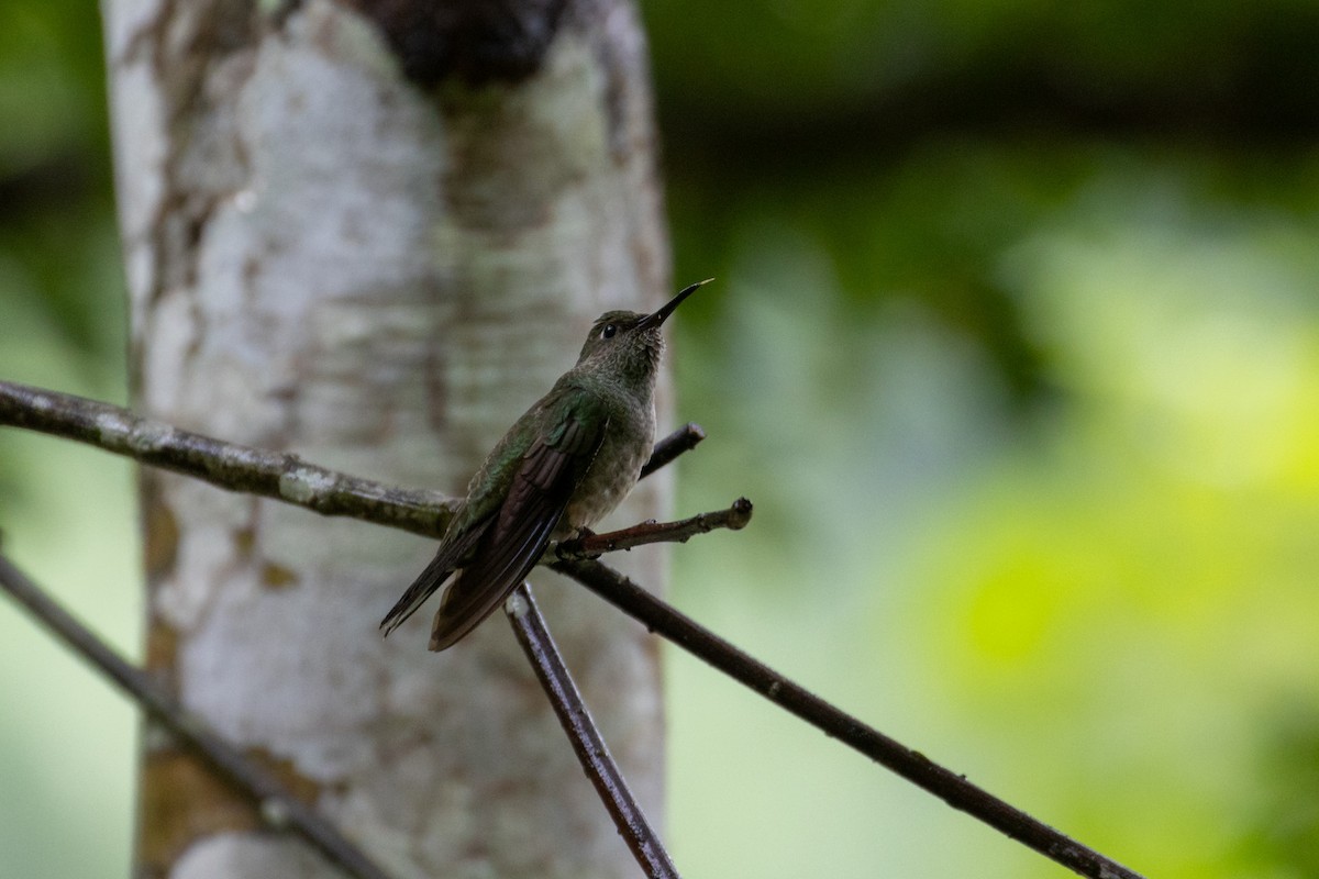 Scaly-breasted Hummingbird - ML611128556