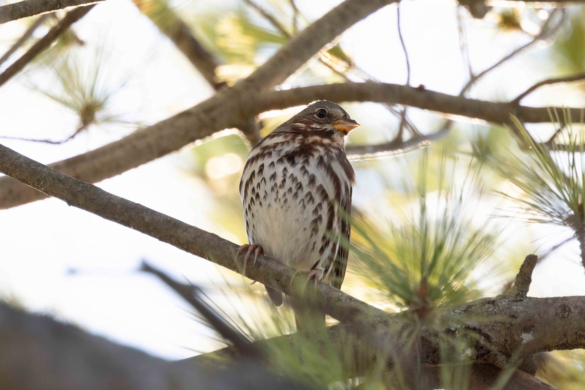 Fox Sparrow - Linda Rudolph