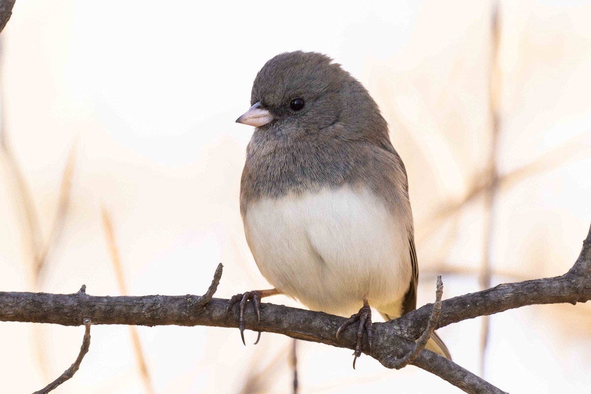 Dark-eyed Junco - ML611128568