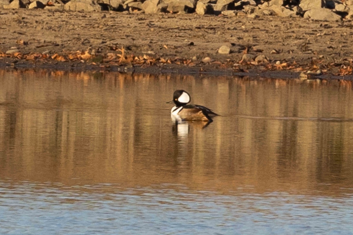 Hooded Merganser - ML611128600