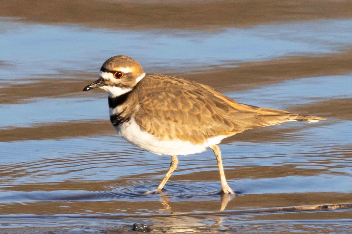 Killdeer - ML611128605