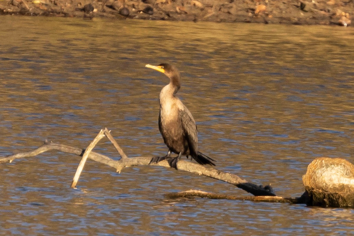 Double-crested Cormorant - ML611128612