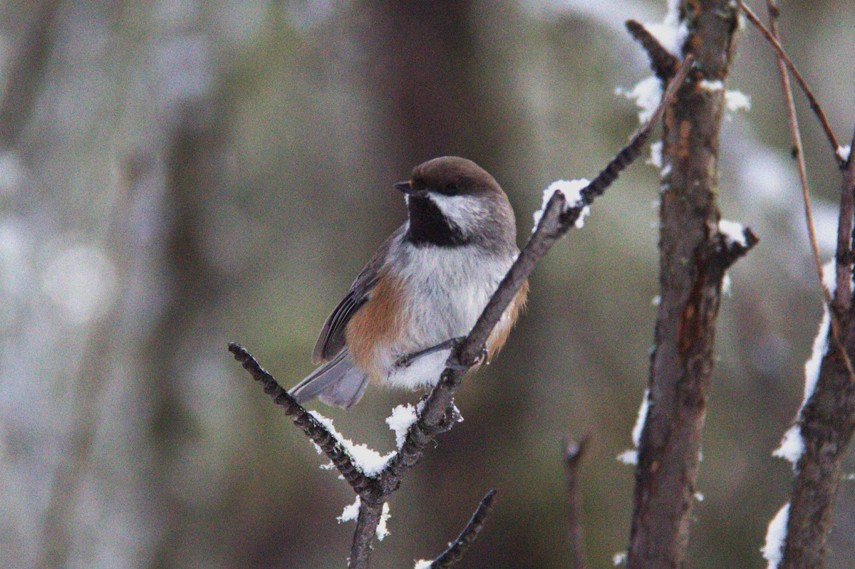 Boreal Chickadee - ML611128712