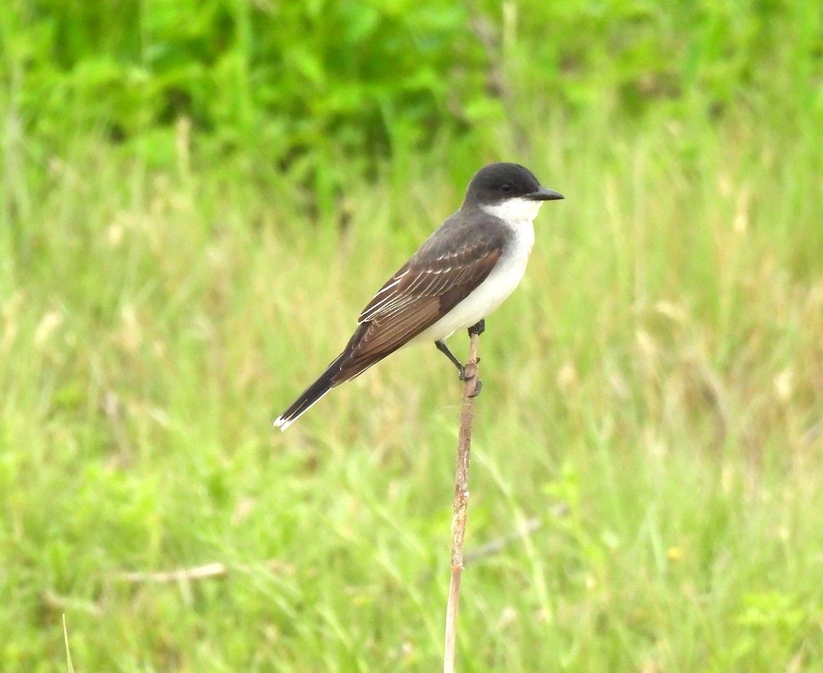 Eastern Kingbird - ML611128870