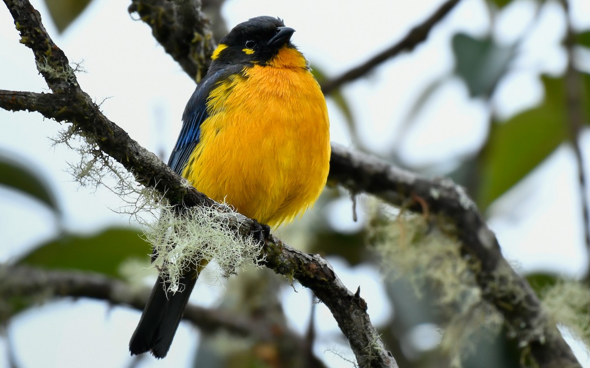 Lacrimose Mountain Tanager - Sergio Andres Dueñas Trejo