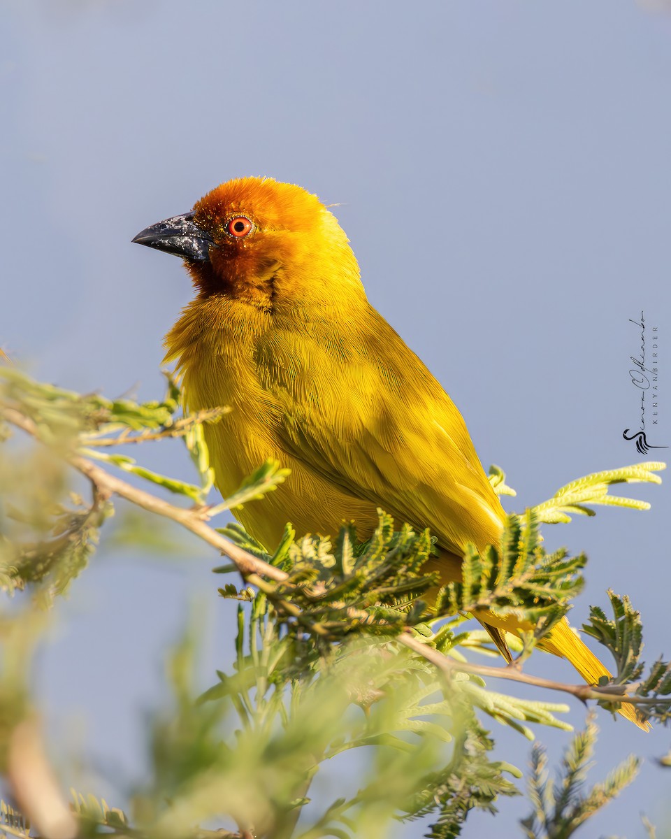 African Golden-Weaver - ML611128914