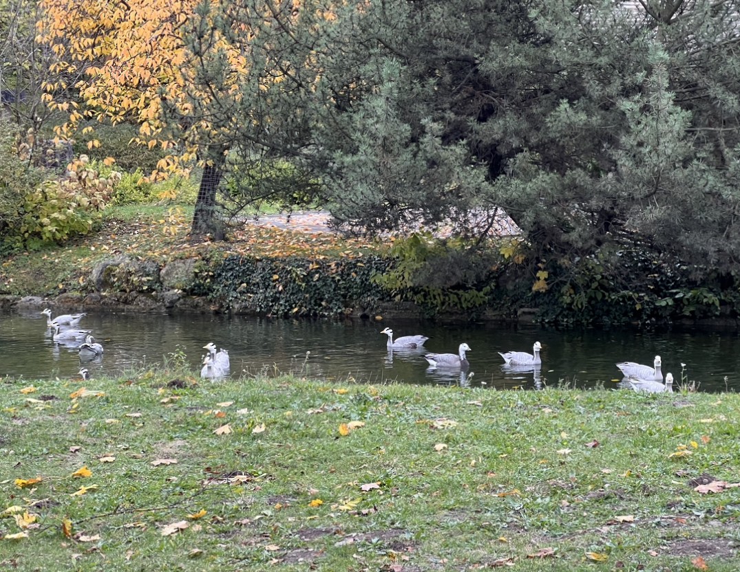 Bar-headed Goose - ML611129040