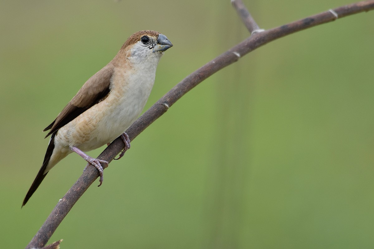 Indian Silverbill - ML611129067