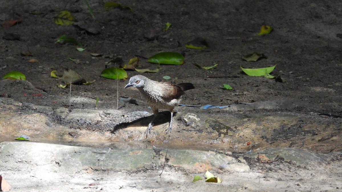 Brown Babbler - ML611129124