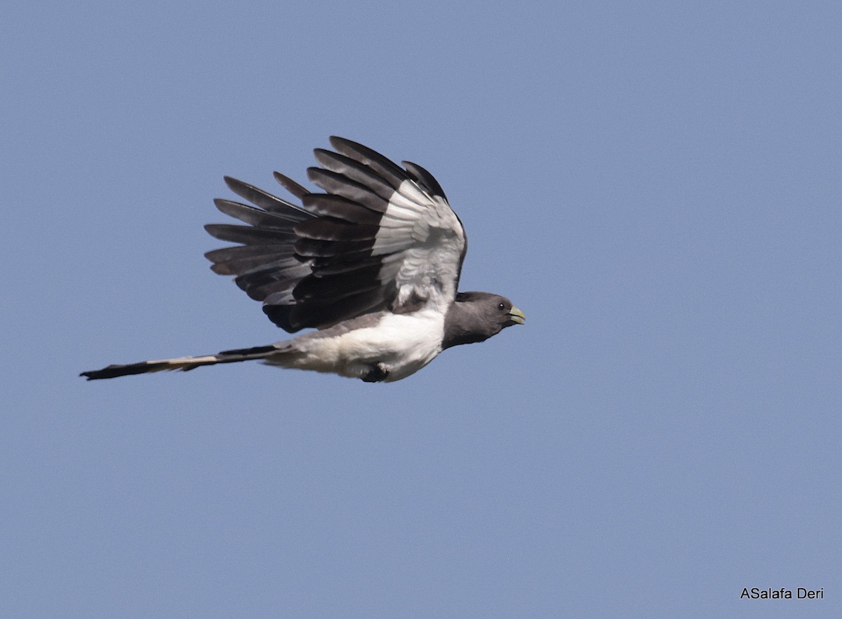 White-bellied Go-away-bird - ML611129183