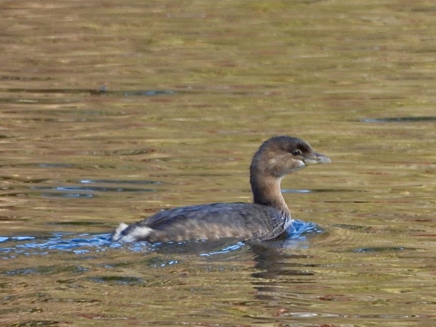 Pied-billed Grebe - ML611129253