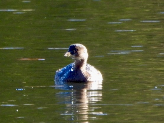 Pied-billed Grebe - ML611129254