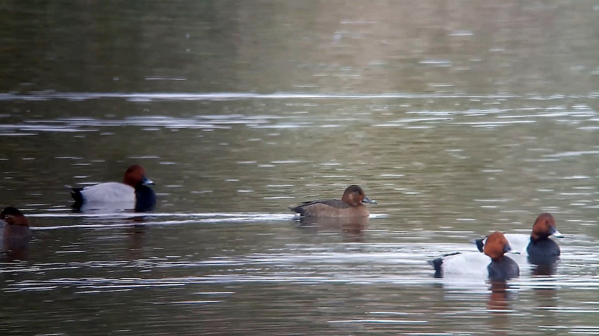 Ferruginous Duck - Gustavo López