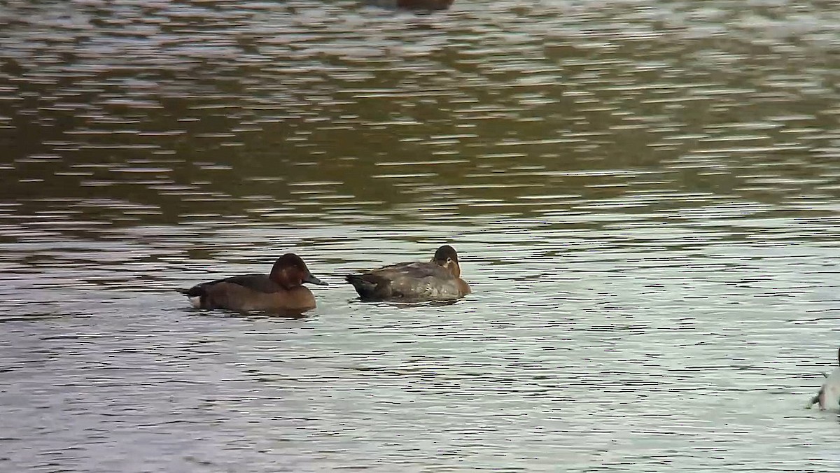 Ferruginous Duck - ML611129456