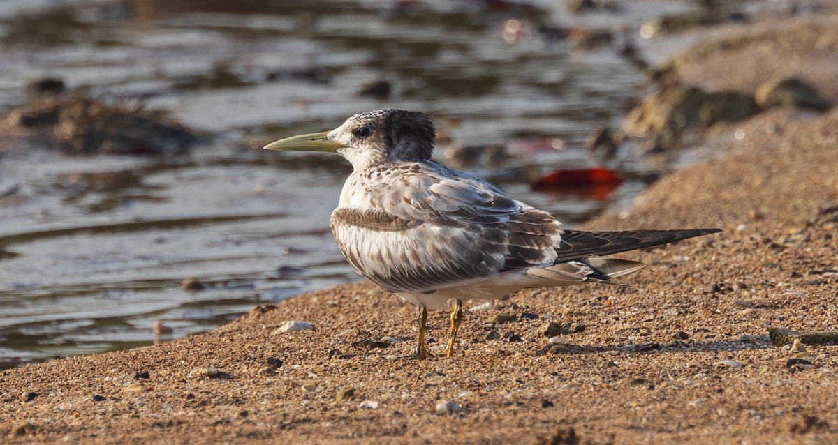 Great Crested Tern - David Barton