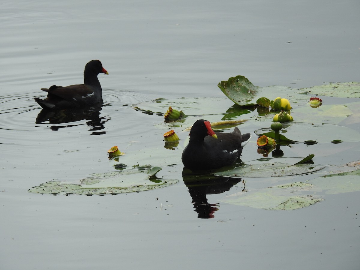 Common Gallinule - ML611129740