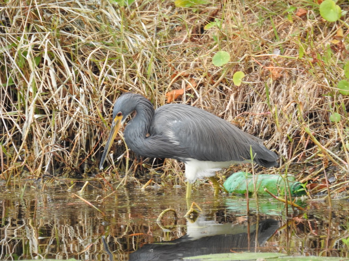 Tricolored Heron - ML611129746