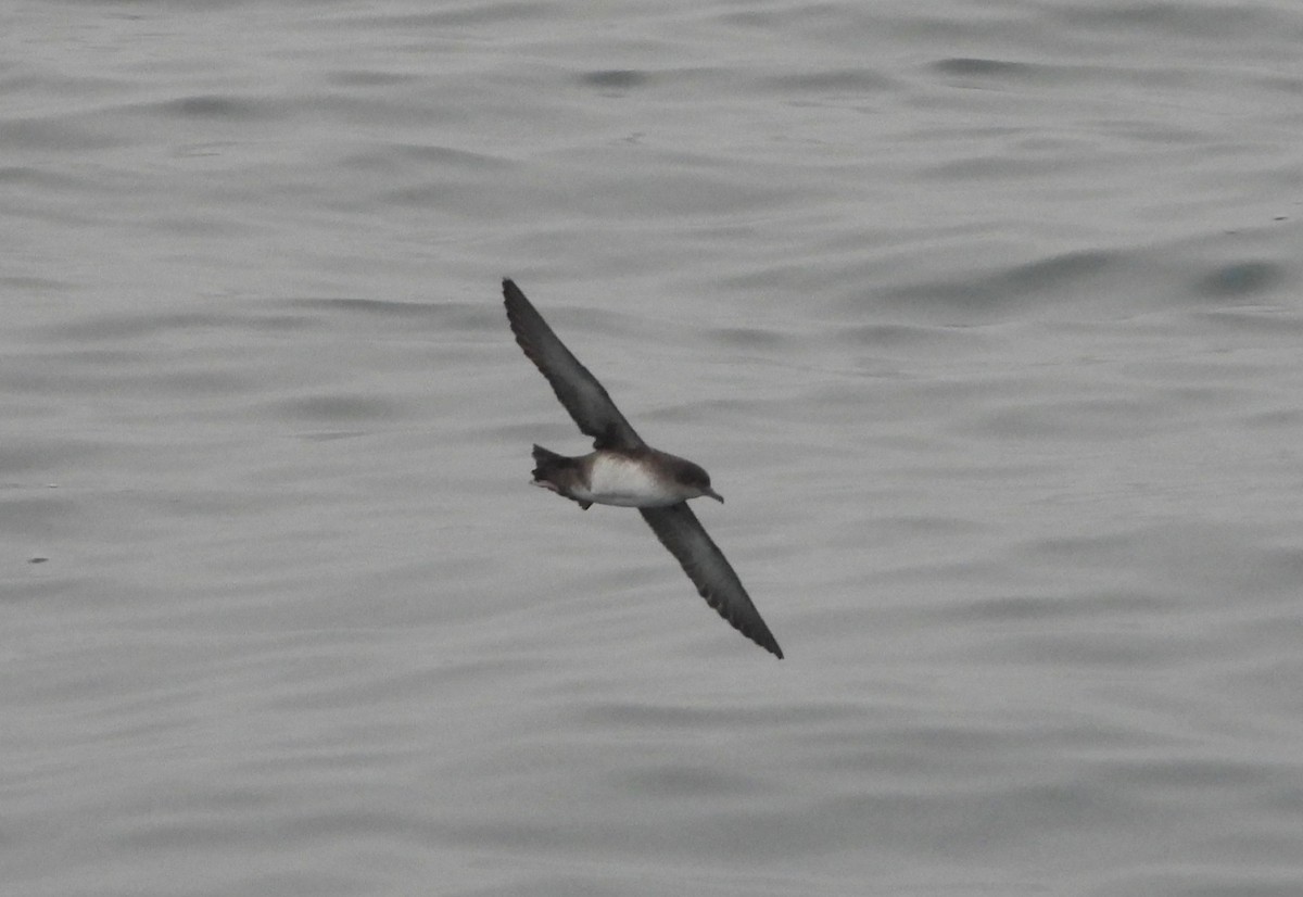 Balearic Shearwater - ML611129761