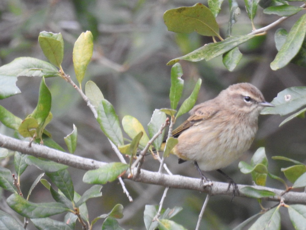 Palm Warbler - ML611129789