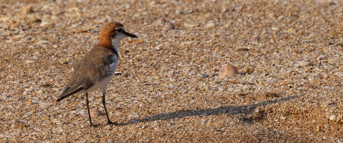 Red-capped Plover - ML611129795