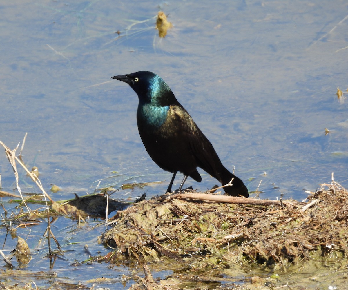 Common Grackle - ML611129897