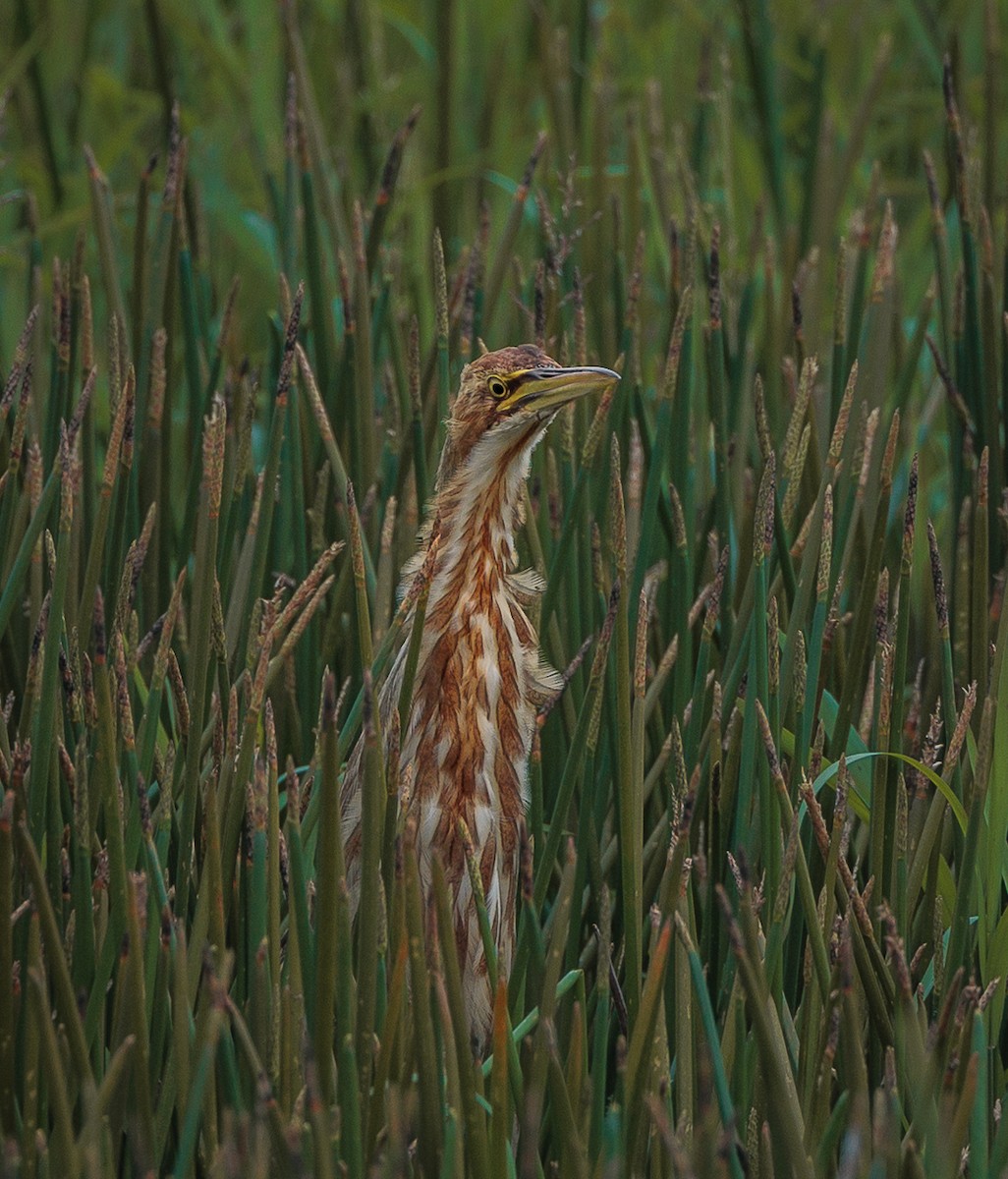 American Bittern - ML611129915