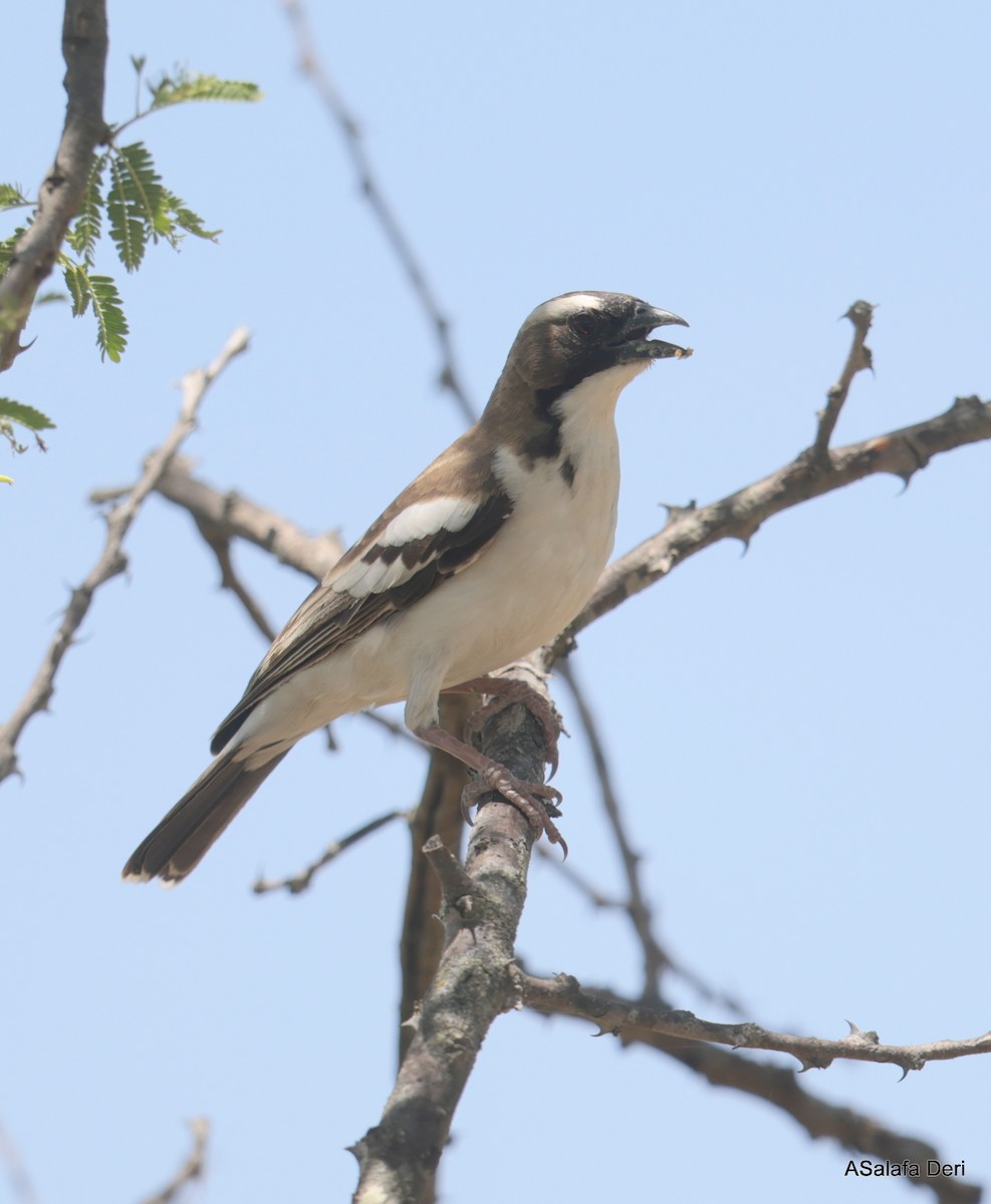 White-browed Sparrow-Weaver (Black-billed) - Fanis Theofanopoulos (ASalafa Deri)