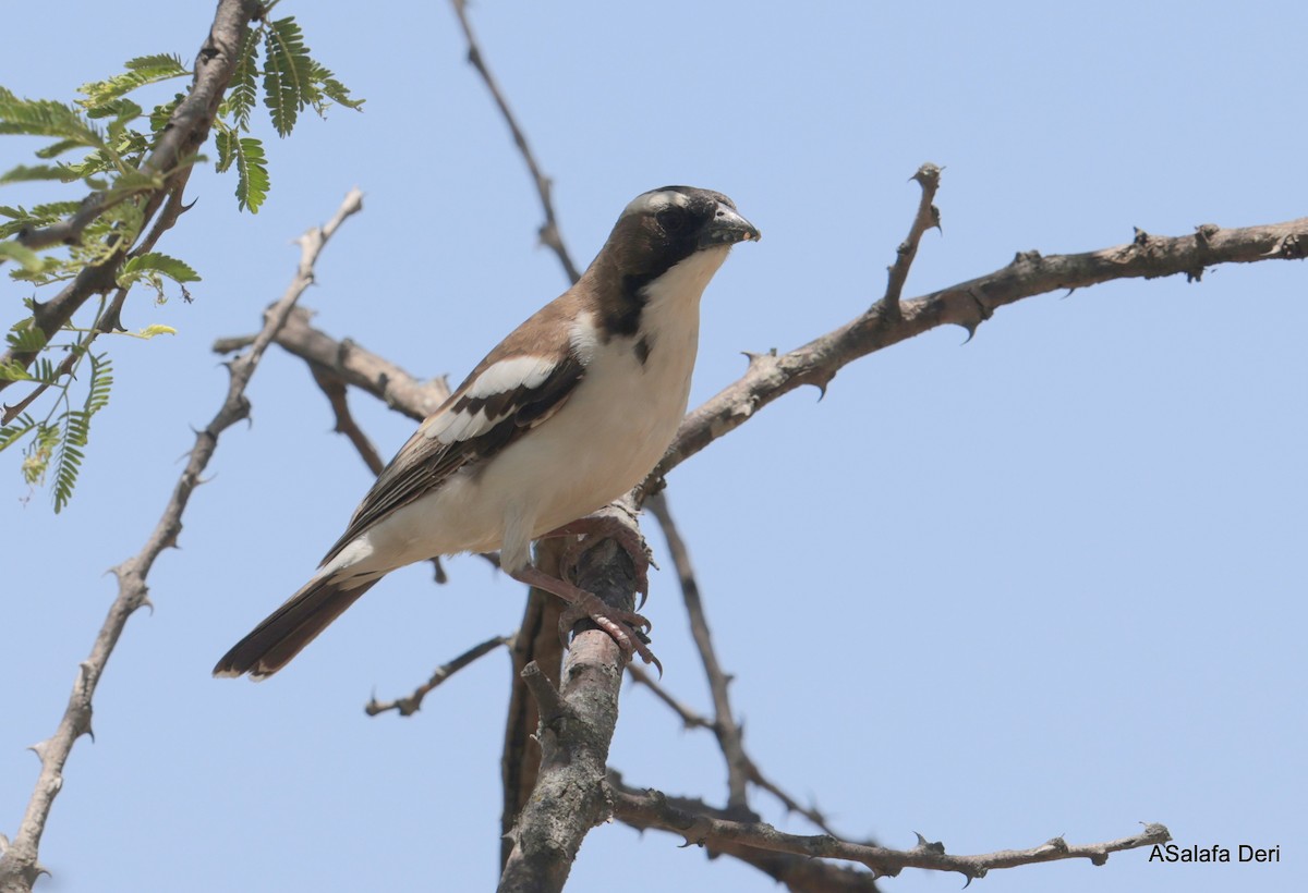 Tejedor Gorrión Cejiblanco (melanorhynchus) - ML611130156