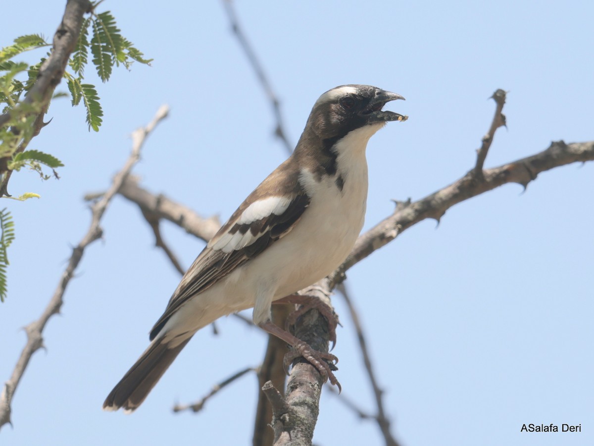 Tejedor Gorrión Cejiblanco (melanorhynchus) - ML611130157