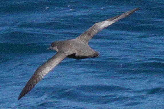 Sooty Shearwater - ML611130175