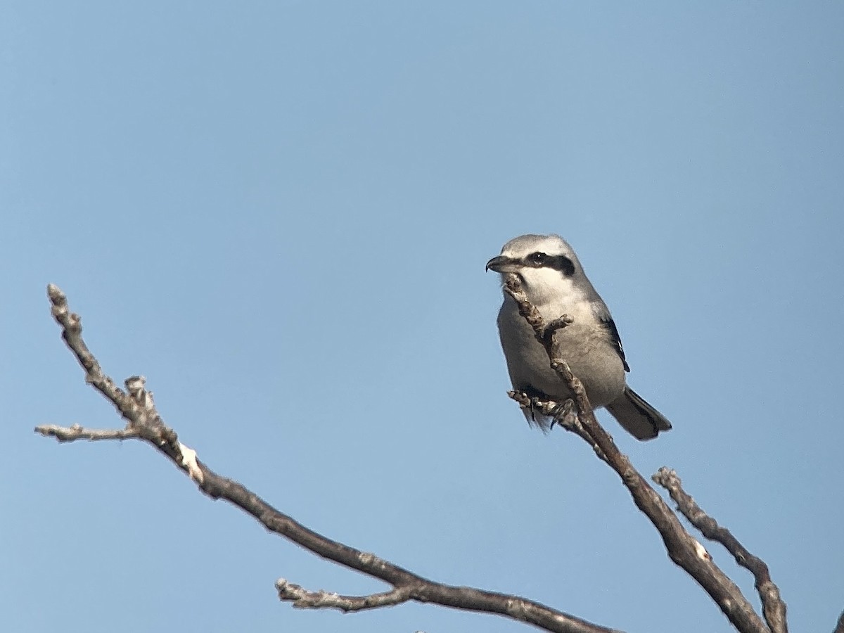 Northern Shrike - ML611130176