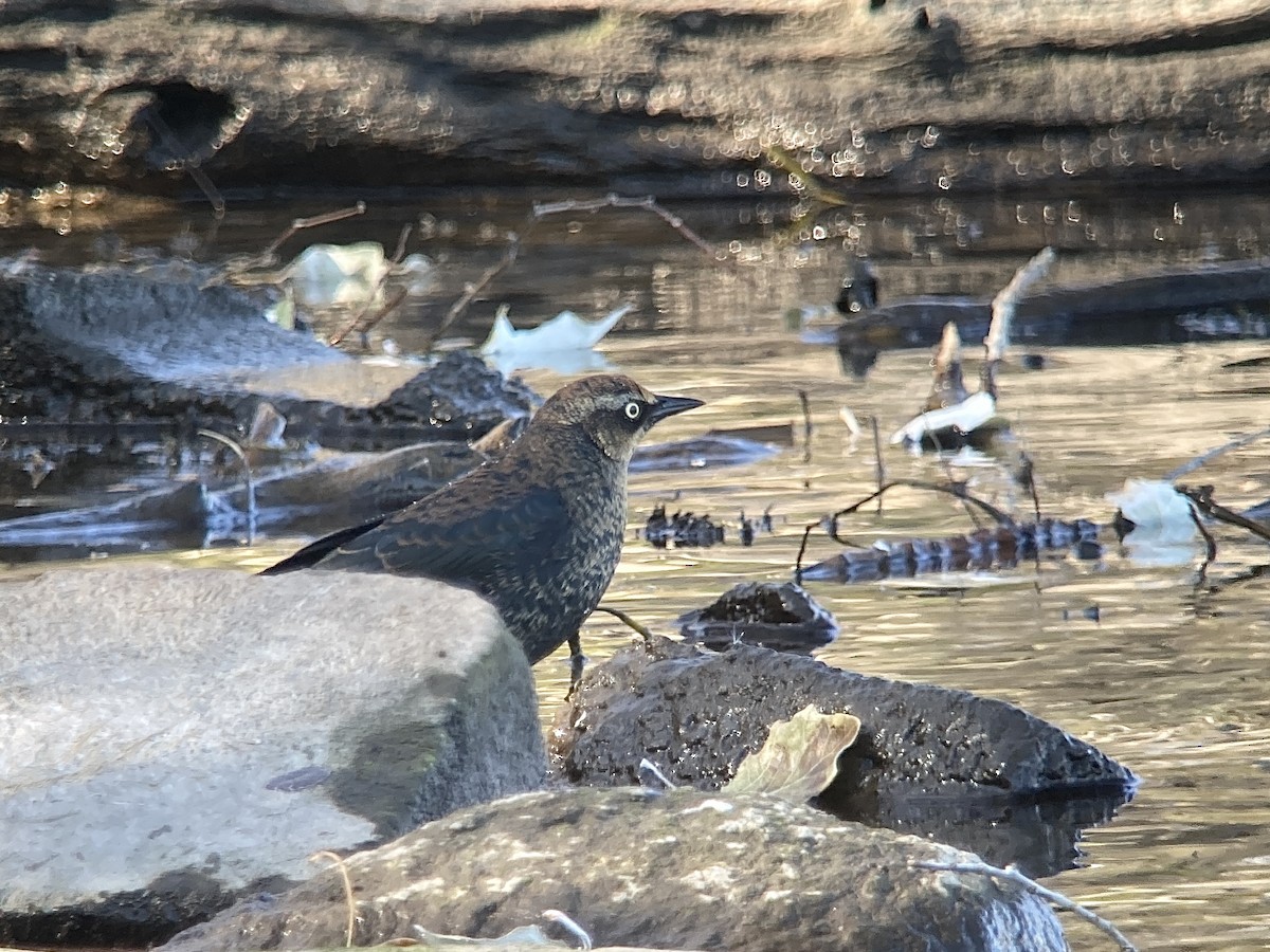 Rusty Blackbird - ML611130182