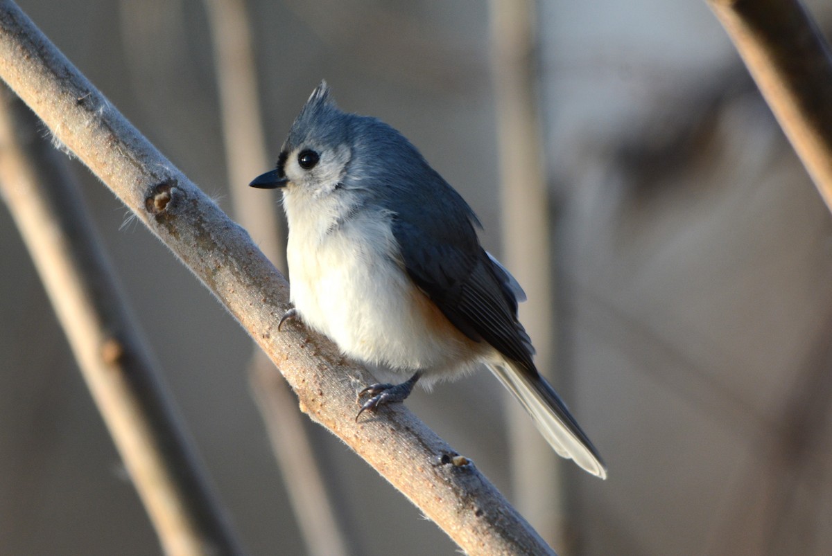 Mésange bicolore - ML611130183