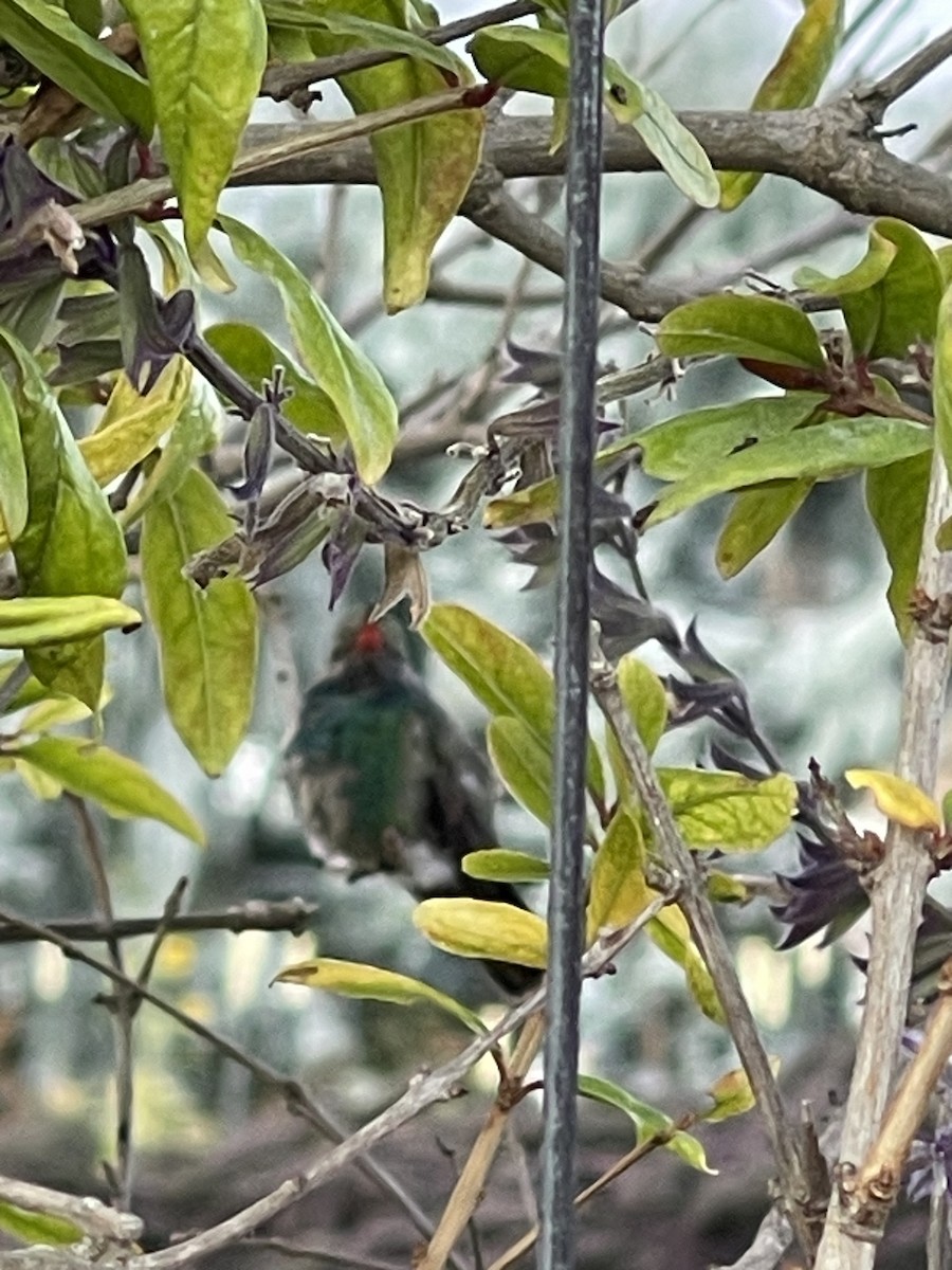 Colibrí Piquiancho Común - ML611130191