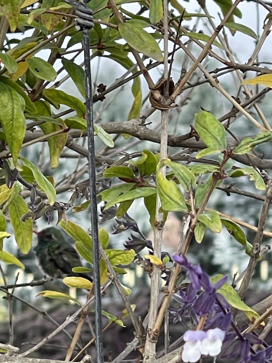 Broad-billed Hummingbird - Mary Clifford