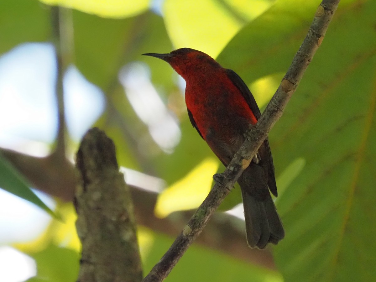 Mielero de Micronesia - ML611130215