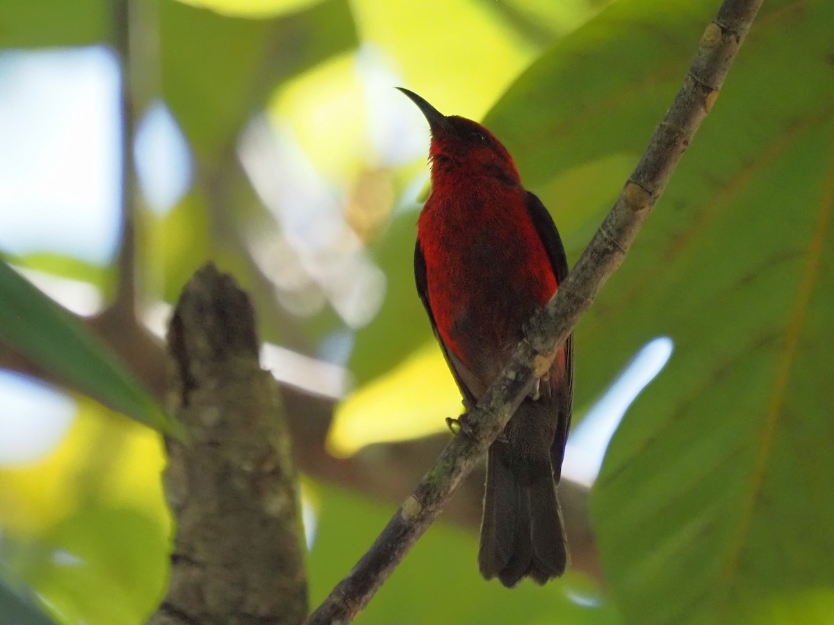 Micronesian Myzomela - Kirk LaGory