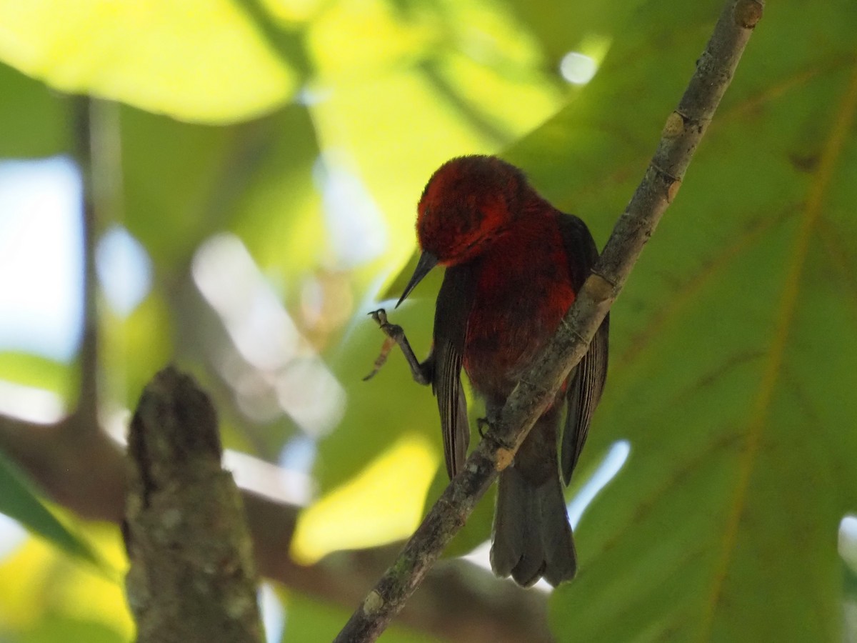 Micronesian Myzomela - Kirk LaGory