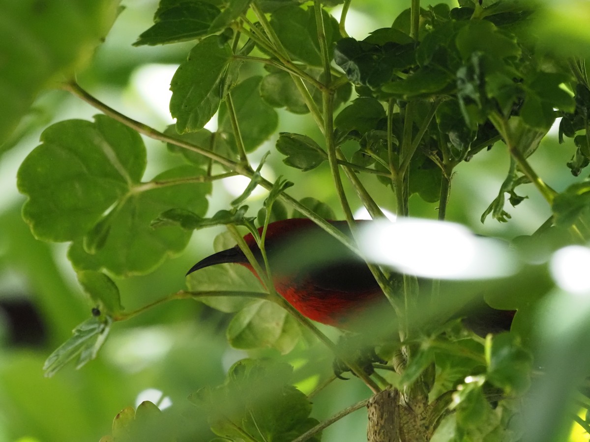 Mielero de Micronesia - ML611130218