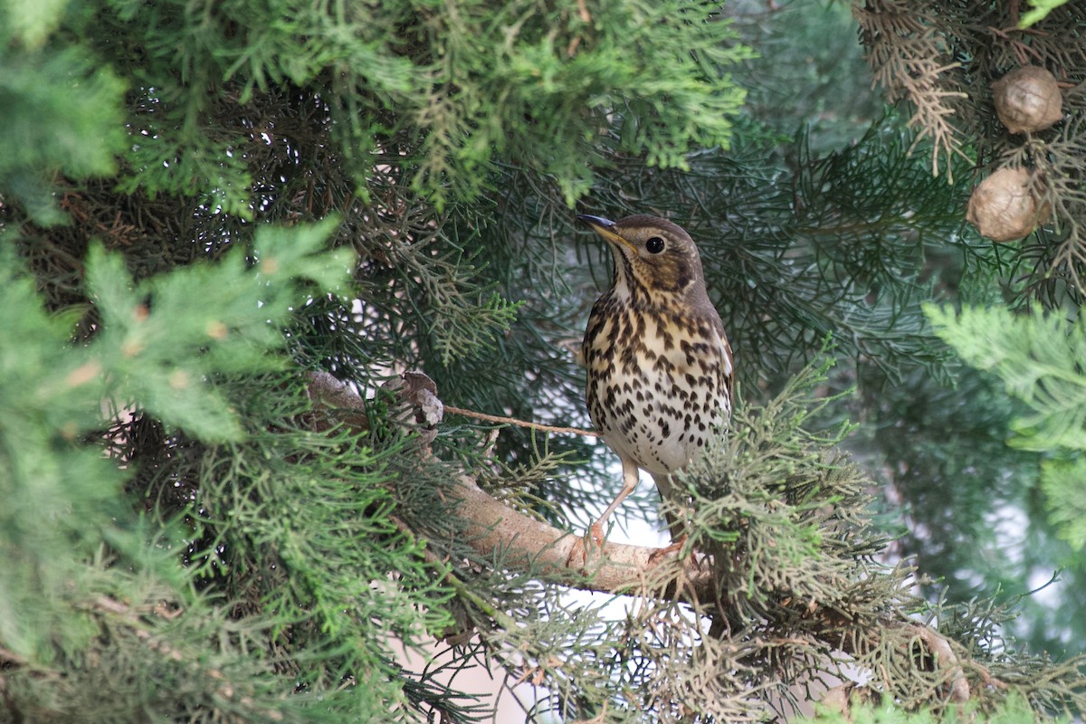 Song Thrush - ML611130220