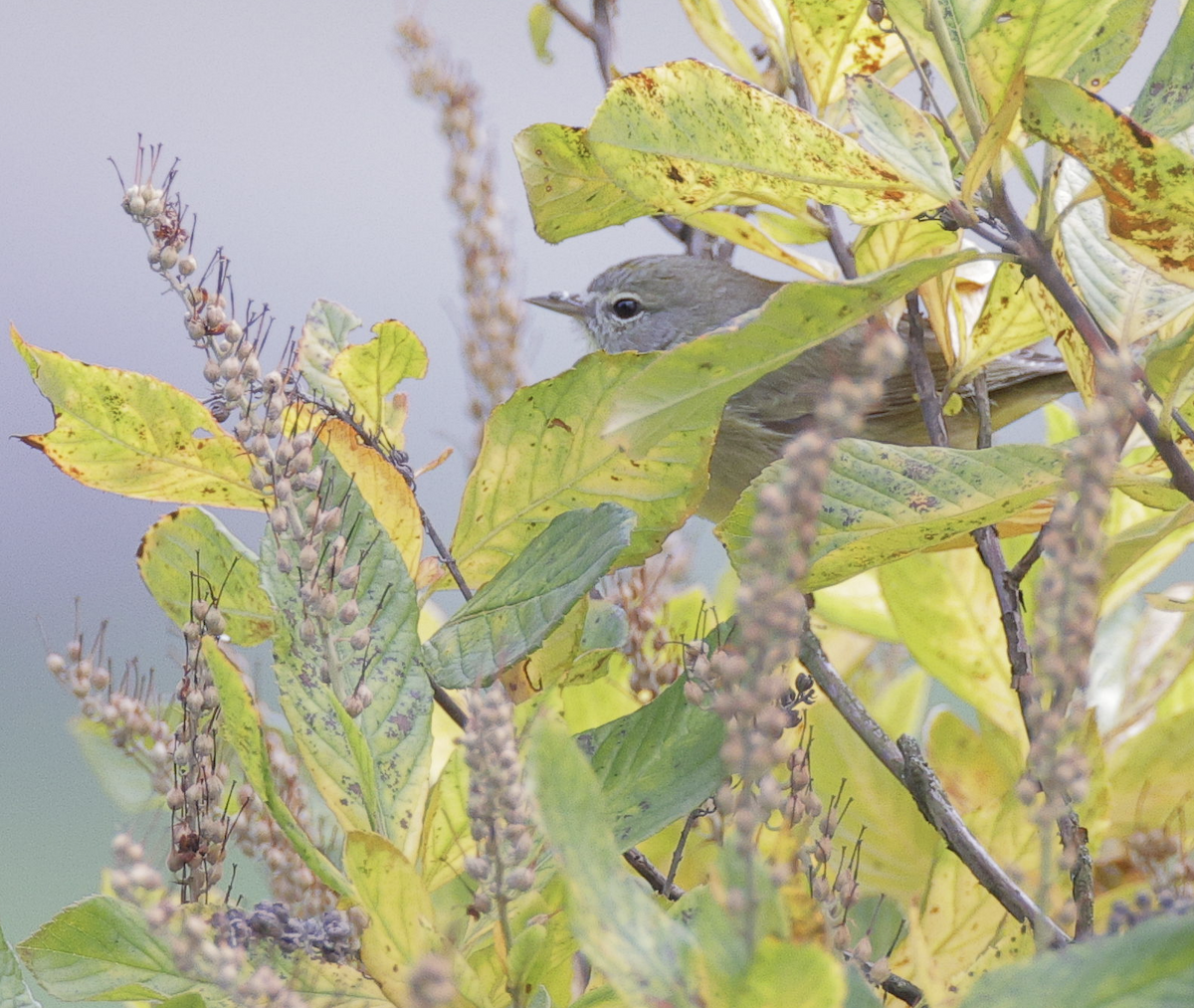 Orange-crowned Warbler - ML611130274