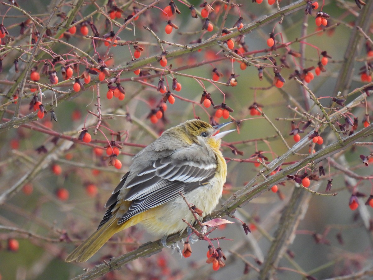 Baltimore Oriole - ML611130528