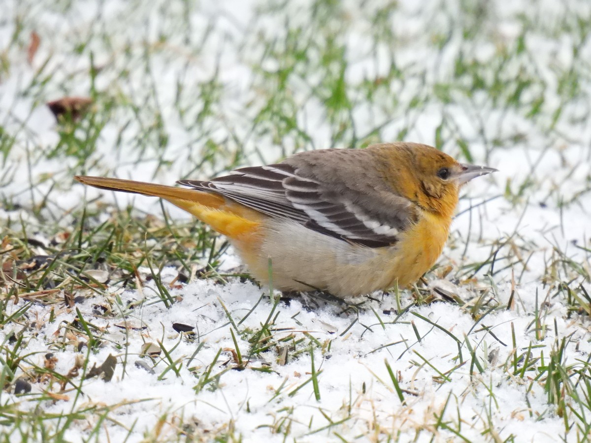 Baltimore Oriole - Guy Brunelle