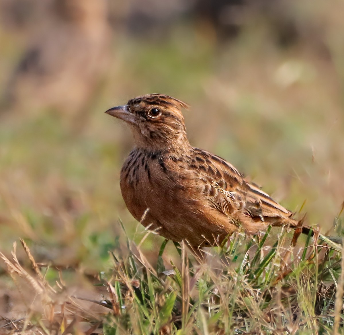 Tawny Lark - ML611130590