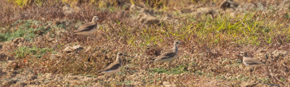 Oriental Plover - ML611130607