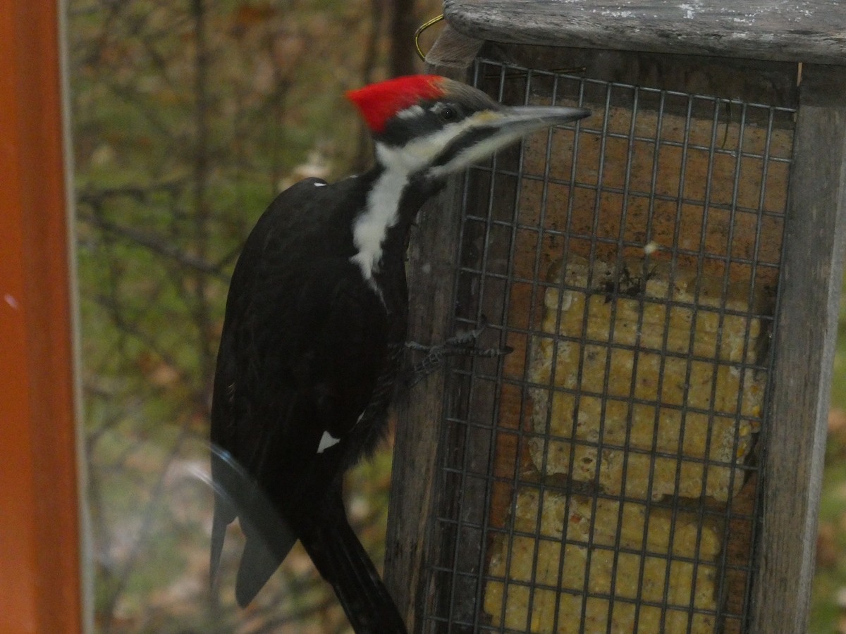 Pileated Woodpecker - ML611130717