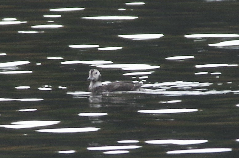 Long-tailed Duck - ML611130782