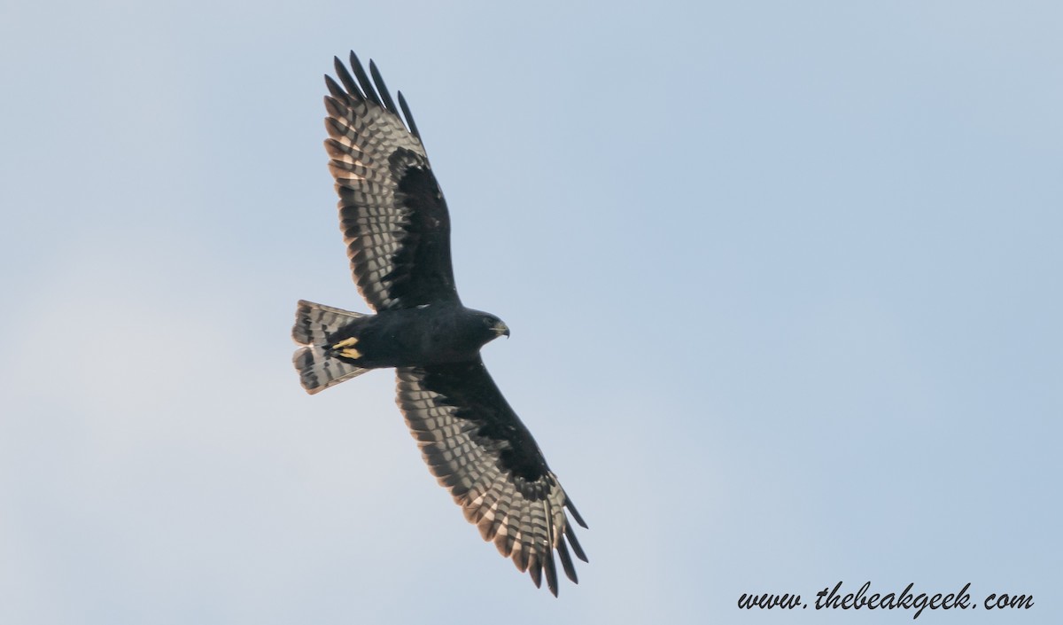 Short-tailed Hawk - Rob Lane